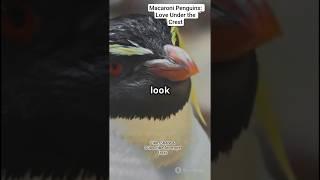 Macaroni Penguins: Noisy Love & Lifelong Bonds  | Biotic World Shorts