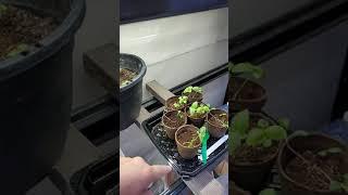 Solar set up for Hydroponics System . #short #shorts #hydroponics