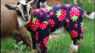 Sunflower Farm Goats in Pajamas! Long Version...for fans who need a bit more of Winifred and Monty!