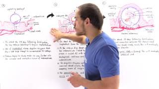 Implantation of Blastocyst