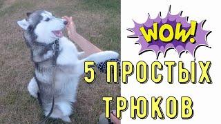 5 ПРОСТЫХ ТРЮКОВ/ТРЮКИ ДЛЯ ВСЕХ ПОРОД СОБАК