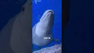 This Beluga Whale is Smarter than you! 