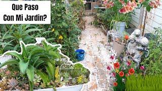 Que Ha Pasado con Mi Jardin?Estoy de Regreso ️