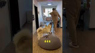 不拆：走開！讓我來保護爹地 哈哈：走開！讓我來創死他 #萌寵 #哈士奇 #爹寶狗 #撩閑狗