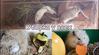 Уборка у хомяков и песчанок