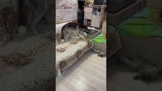 Кот Вася пристаёт к собакам | #shorts