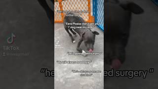 RESCUE DOG TRANSFORMS ! BEFORE AND AFTER !