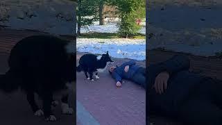 A Dog Stole Her Water to Save a Stranger’s Life #shorts