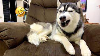 FUNNIEST Huskies | Normal dogs vs Huskies | 10 Minutes Best Videos | Part 25