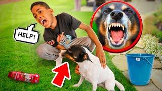 BOY BATHES His DOG For The First Time, It Doesn't End Too Well