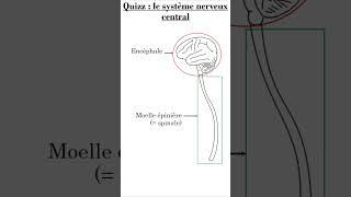 Quizz Anatomie 002 Système nerveux central #anatomie  #concoursmedecine  #pass  #culturegenerale