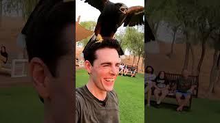 Hawk Head Massage in the UAE 