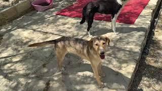 Love is in the Air! Timmy is in Love!    - Takis Shelter