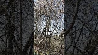 алыча цветёт