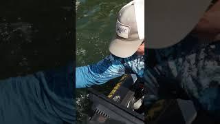 10+ LB BASS CAUGHT SIGHT FISHING! #shorts