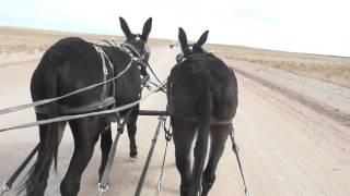 Donkey Driving