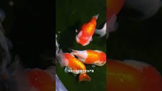 金鱼“失漂”怎么办？这样调整金鱼失漂很管用！#兰寿 #观赏鱼 #水族 #兰寿金鱼 #养鱼知识