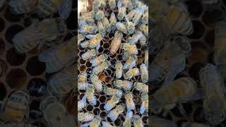 The new queen bee finds a place to lay eggs. #beenews #bestbees