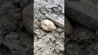 Natural PEARLS in Clam Found #clam #pearls #crystals #survival #shots