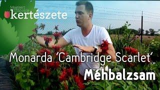 Monarda 'Cambridge Scarlet' - Méhbalzsam - Megyeri Szabolcs Évelőkertészet