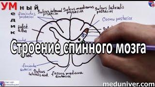 Строение спинного мозга - meduniver.com