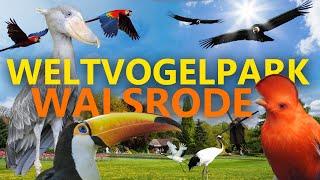 Weltvogelpark Walsrode | Zoo-Eindruck