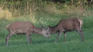 Deer spotting/Hjortesafari - Bokn