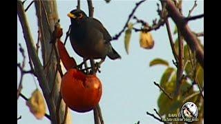 Pests in our garden. Myna