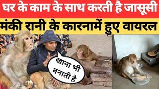 Monkey Rani: घर के काम के साथ करती है जासूसी, मंकी रानी के कारनामे हुए वायरल । Raebareli