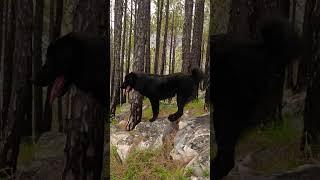 baan Gaddi dog  bhutiya puppy ️#baan #gaddi subscribe  my channel