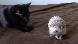 Cat Meets Hedgehog