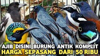 BURUAN PARA KOLEKTOR MURAHNYA BIKIN KETAGIHAN SEPASANG DARI 50 RIBUAN PASAR BURUNG PRAMUKA