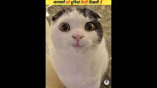 How do these animals see the world #viral