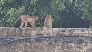 How to fix a monkey net in a balcony