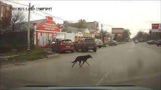 2*Животные-пешеходы,умные и дурные! Law-abiding pedestrian