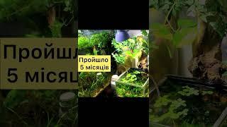 Nano Tank 15L - No Filtration or Aeration! Акваріум 15L - Без фільтра!