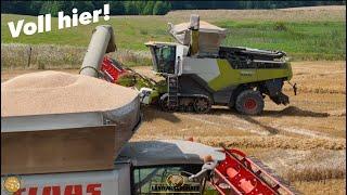 Die Bunker sind Voll! 2x CLAAS LEXION 8900 Mähdrescher Landwirtschaft Getreideernte Weizen Dreschen