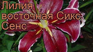 Лилия восточная Сикс Сенс (lilium)  лилия Сикс Сенс обзор: как сажать луковицы лилии Сикс Сенс