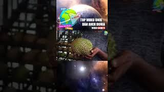 Inilah Durian Termahal di Dunia. Laku 676 Juta Rupiah...