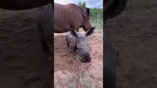 Baby rhino just over a week old