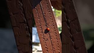 Crafting Under an Oak 1