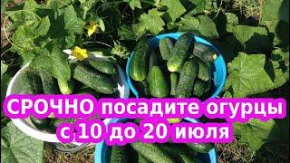 СРОЧНО ПОСАДИТЕ ОГУРЦЫ ДО 20 ИЮЛЯ ЧТО БЫ СОБИРАТЬ БОГАТЫЙ УРОЖАЙ