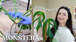 Monstera Repot | Propagating My Big Thai & Upsizing Flame ️