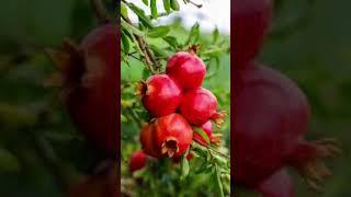 ️️️maathulampalam red fruit ️ ️
