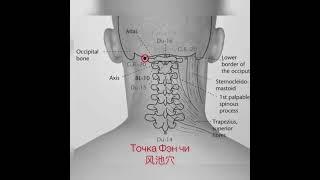 Обучение акупунктуры. Ищем точку Фэн чи.   经络腧穴学， 找风池穴的位置.