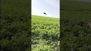 Greyhound & Pheasant