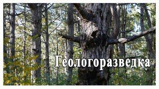 Геологоразведка. Большой лесной массив на восточных окраинах Красного Сулина