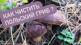 Как чистить польский гриб? Заготовки на зиму польского гриба