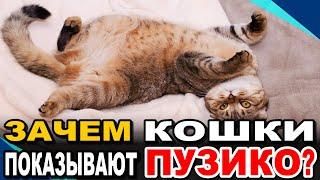 Кошачий СЕКРЕТ: Зачем КОШКИ ложатся НА СПИНУ? 13 НЕОБЫЧНЫХ Причин Такого КОШАЧЬЕГО Поведения