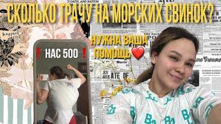 Сколько трачу денег на морских свинок? | НАС УЖЕ 500 | нужна ваша помощь